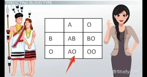 Blood Type Punnett Squares