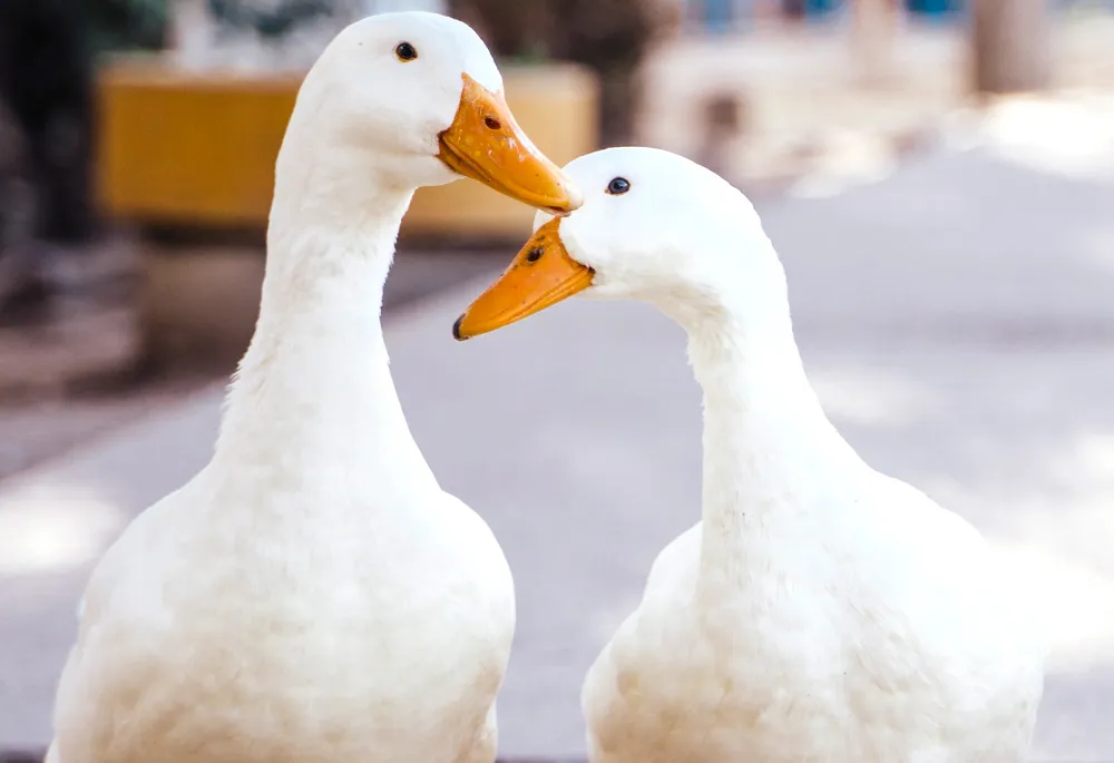 Does Butomart Use Albatross America Inc Unveiling Partnership? does butomart uses albatross america inc