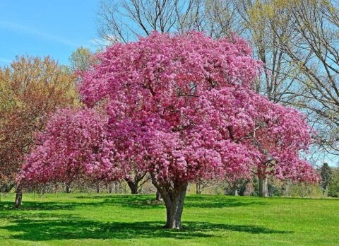 Exploring the Many Facets of Crab Apple Tree Gardening
