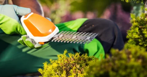 The Importance of Hedge Trimming and Arborist Services A Complete Guide The Importance of Hedge Trimming and Arborist Services A Complete Guide