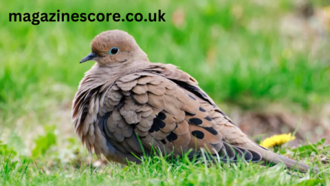 The Mystical Mourning Dove sound A Symbol of Peace and Sorrow mourning dove sound