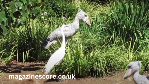 shoebill stork sound