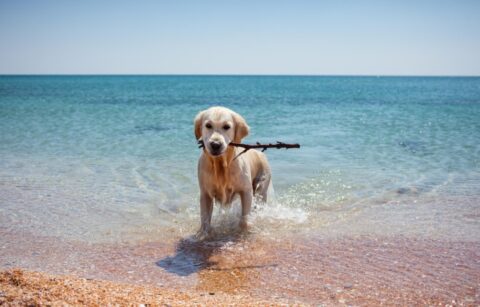 Our First PAW-some Vacation: How We Spent a Stress-Free Summer at the Seaside with Our Dog