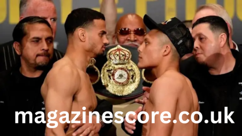 Pitbull vs Rolly Comparison Between Two Beloved Dog Breeds pitbull vs rolly