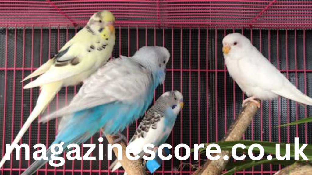 Understanding Parakeet Sounds What Your Budgie is Telling You parakeet sounds