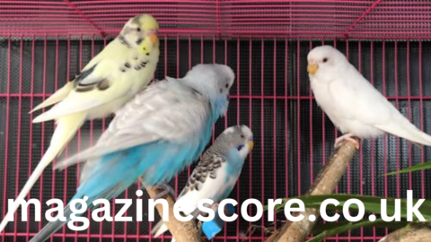Understanding Parakeet Sounds What Your Budgie is Telling You parakeet sounds