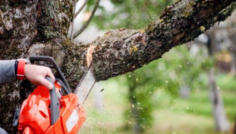 Mastering Your Landscape: The Ultimate Guide to Hedge and Tree Trimming Services