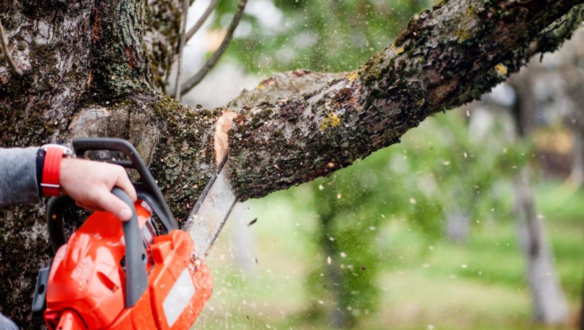 Mastering Your Landscape: The Ultimate Guide to Hedge and Tree Trimming Services